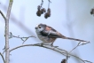 Oiseaux Mésange à longue queue (Aegithalos caudatus)