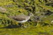 Oiseaux Chevalier culblanc (Tringa ochroprus)