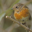 Oiseaux Rouge-gorge familier (Erithacus rubecula)