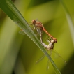 Insectes Sympétrum strié (Sympetrum striolatum)