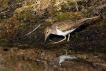 Oiseaux Chevalier guignette (Actitis hypoleucos)