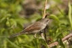 Oiseaux Fauvette grisette (Sylvia communis)