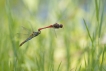 Insectes Sympétrum rouge sang (Sympetrum sanguineum)