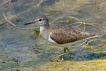 Oiseaux Chevalier guignette (Actitis hypoleucos)