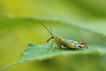 Insectes Mouche scorpion (Panorpa sp.)