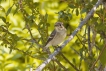 Oiseaux Gobemouche noir (Ficedula hypoleuca)