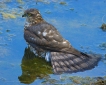 Oiseaux Épervier d\'Europe (Accipiter nisus)