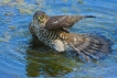 Oiseaux Épervier d\'Europe (Accipiter nisus)