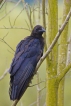 Oiseaux Corneille noire (Corvus corone)