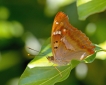 Insectes Petit Mars changeant (Apatura ilia)