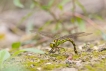 Insectes Aeschne bleue (Aeshna cyanea)