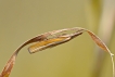 Insectes Crambus des tiges (Agriphila tristella)