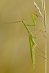 Insectes Mante religieuse (Mantis religiosa)