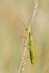 Insectes Mante religieuse (Mantis religiosa)