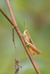 Insectes Criquet (Chorthippus sp.)