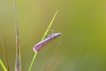 Insectes Phycide incarnat (Oncocera semirubella)