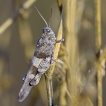 Insectes Criquet (Oedipoda sp.)