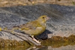 Oiseaux Verdier d\'Europe (Chloris chloris)