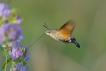 Insectes Moro-sphinx (Macroglossum stellatarum)