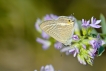 Insectes Azuré porte-qeue (Lampides boeticus)