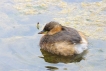 Oiseaux Grèbe castagneux (Tachybaptus ruficollis)