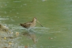 Oiseaux Bécassine des marais (Gallinago gallinago)