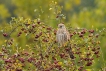 Oiseaux Faucon crécerelle (Falco tinnunculus)