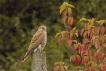 Oiseaux Faucon crécerelle (Falco tinnunculus)