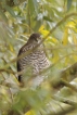 Oiseaux Épervier d\'Europe (Accipiter nisus)