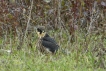 Oiseaux Faucon hobereau (Falco subbuteo)