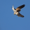 Oiseaux Faucon crécerelle (Falco tinnunculus)