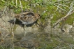 Oiseaux Bécassine des marais (Gallinago gallinago)