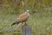 Oiseaux Faucon crécerelle (Falco tinnunculus)