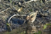 Oiseaux Bécassine sourde (Lymnocryptes minimus)