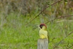 Oiseaux Pic vert (Picus viridis)