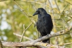 Oiseaux Corneille noire (Corvus corone)