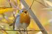 Oiseaux Rouge-gorge familier (Erithacus rubecula)