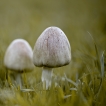 Autres Tricholome terreux (Tricholoma myomyces)