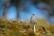 Autres Coprin chevelu (Coprinus comatus)