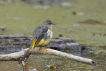 Oiseaux Bergeronnette des ruisseaux (Motacilla cinerea)