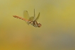 Insectes Sympétrum strié (Sympetrum striolatum)