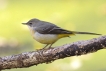 Oiseaux Bergeronnette des ruisseaux (Motacilla cinerea)