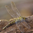 Insectes Aeschne bleue (Aeshna cyanea)