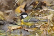 Oiseaux Mésange charbonnière (Parus major)