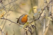 Oiseaux Rouge-gorge (Erithacus rubecula)