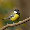 Oiseaux Mésange charbonnière (Parus major)