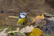 Oiseaux Mésange bleue (Cyanistes caeruleus)