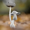 Autres Coprin narcotique (Coprinus narcoticus)