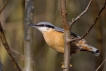 Oiseaux Sittelle torchepot (Sitta europaea)