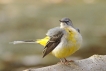 Oiseaux Bergeronnette des ruisseaux (Motacilla cinerea)